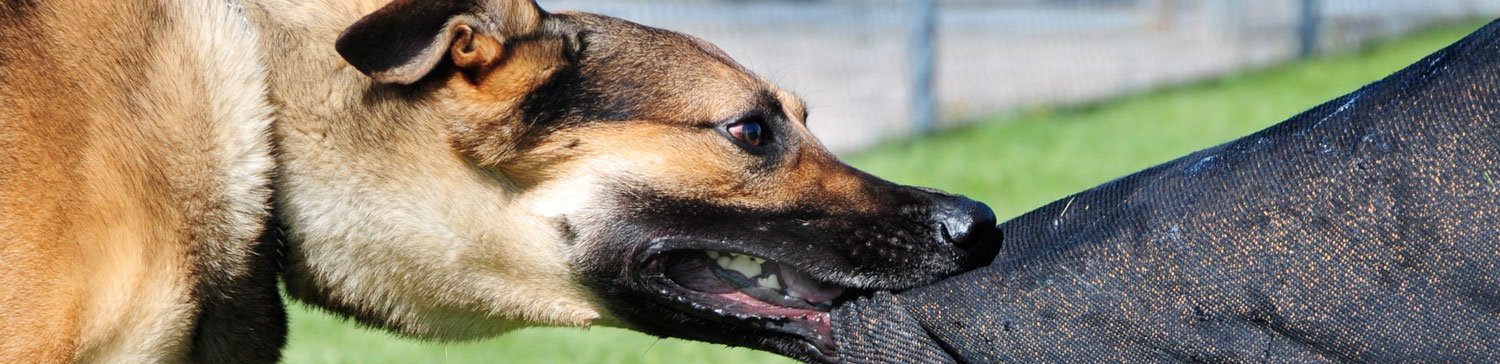 Gebeten door hond | Hondenbeet | LetselPro