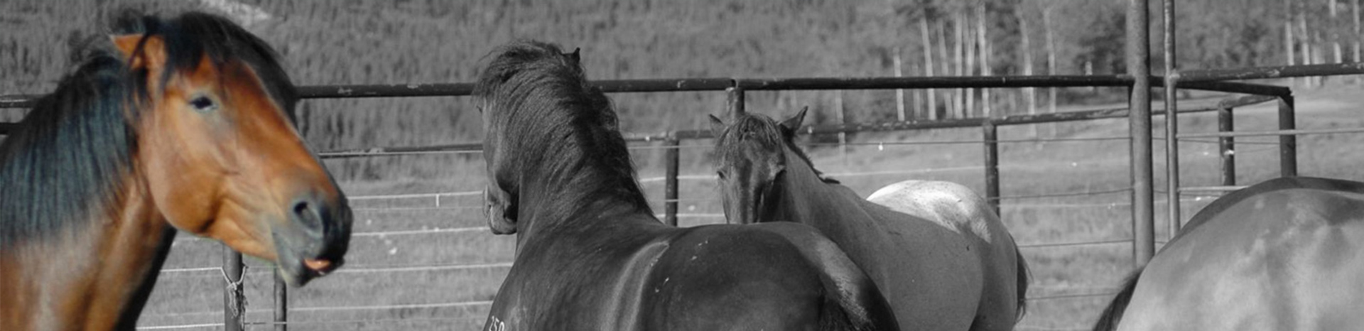 Ongeluk met paard, trap en val van paard