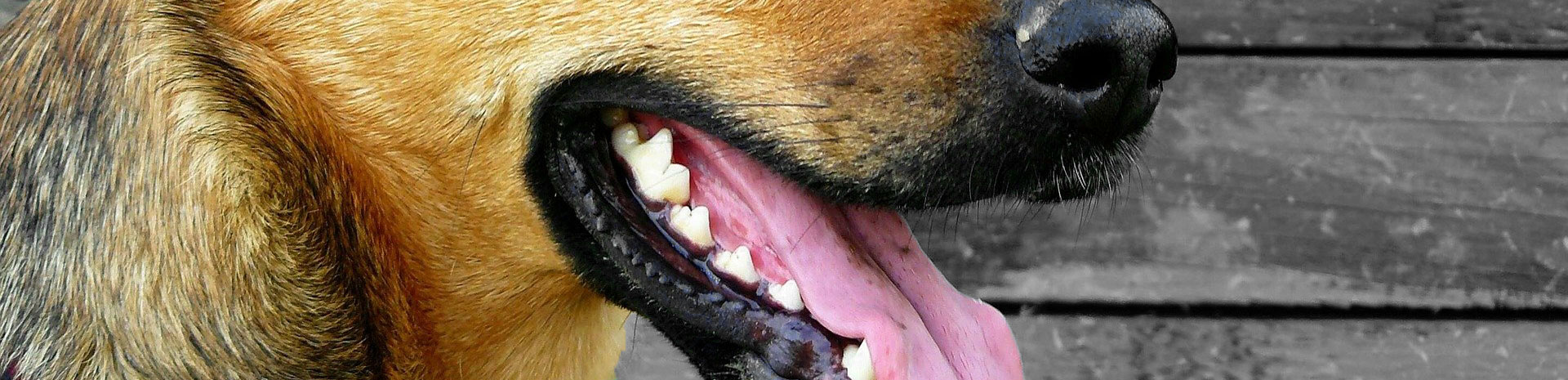 Toename verwacht in het aantal hondenbeten | Letselschadebureau LetselPro