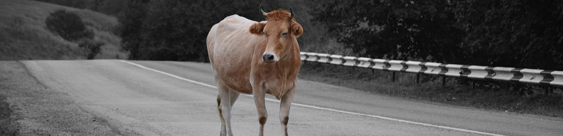 Wat te doen bij letsel door dieren op de weg | LetselPro